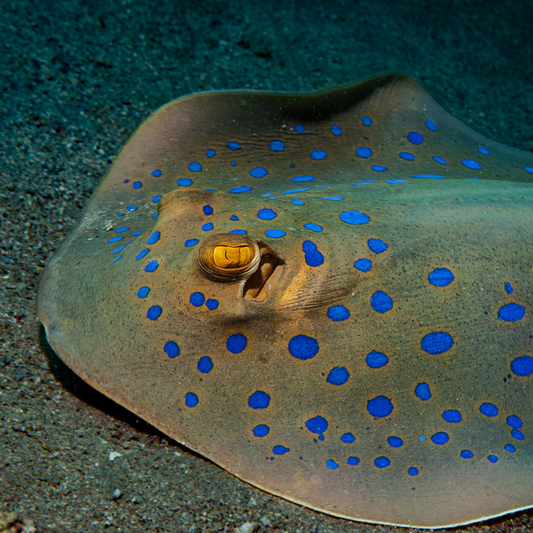 Cinta Raya Moteada Azul
