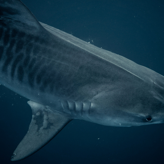 Diadema Tiburón Tigre