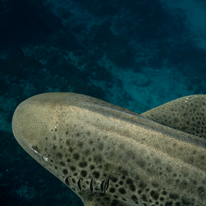 Diadema Tiburón Cebra