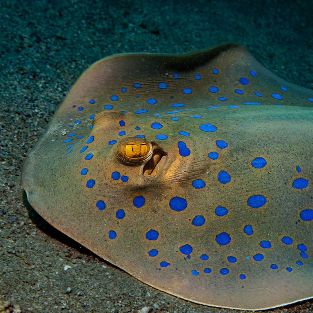 Cinta Raya Moteada Azul