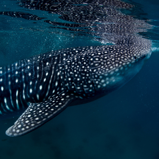 Cinta Tiburón Ballena