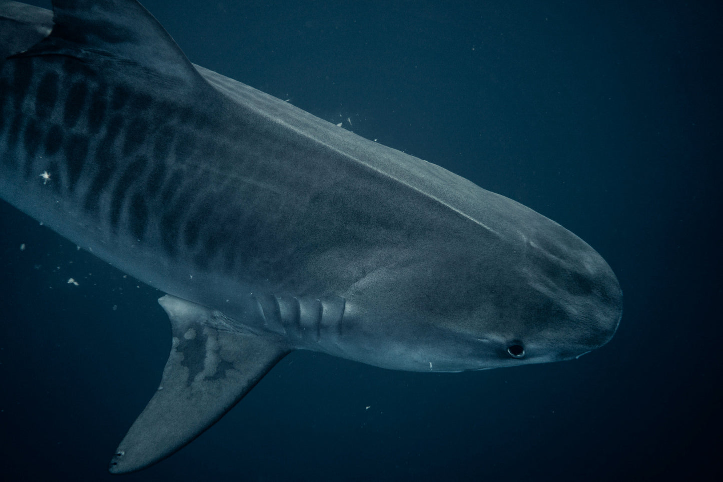 Cinta Tiburón Tigre