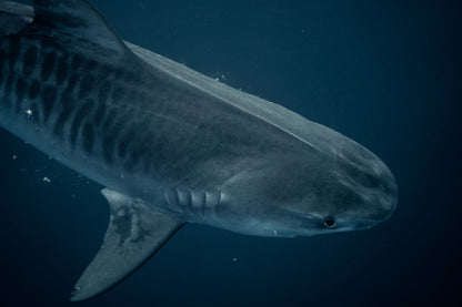 Cinta Tiburón Tigre