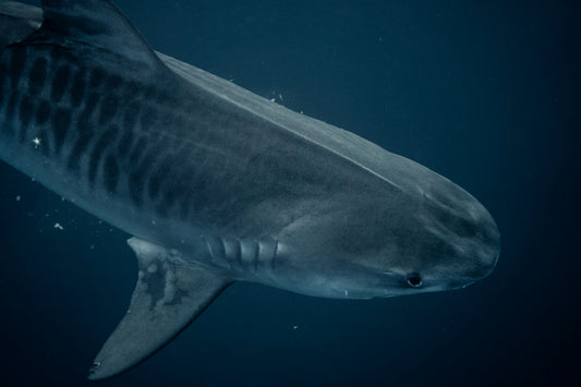 Cinta Tiburón Tigre